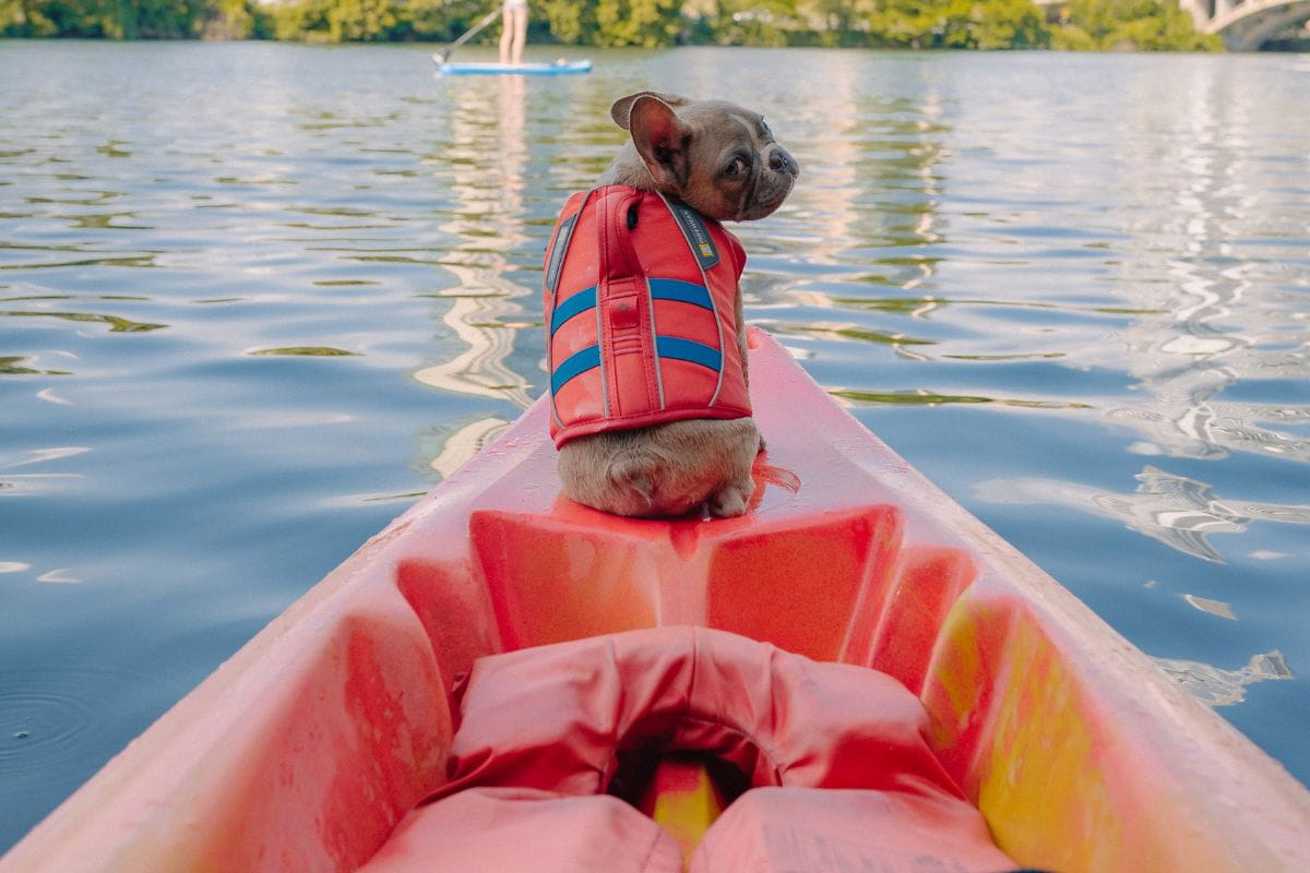 Dog riding a kayak wearing a life jacket or PFD looking back at the camera