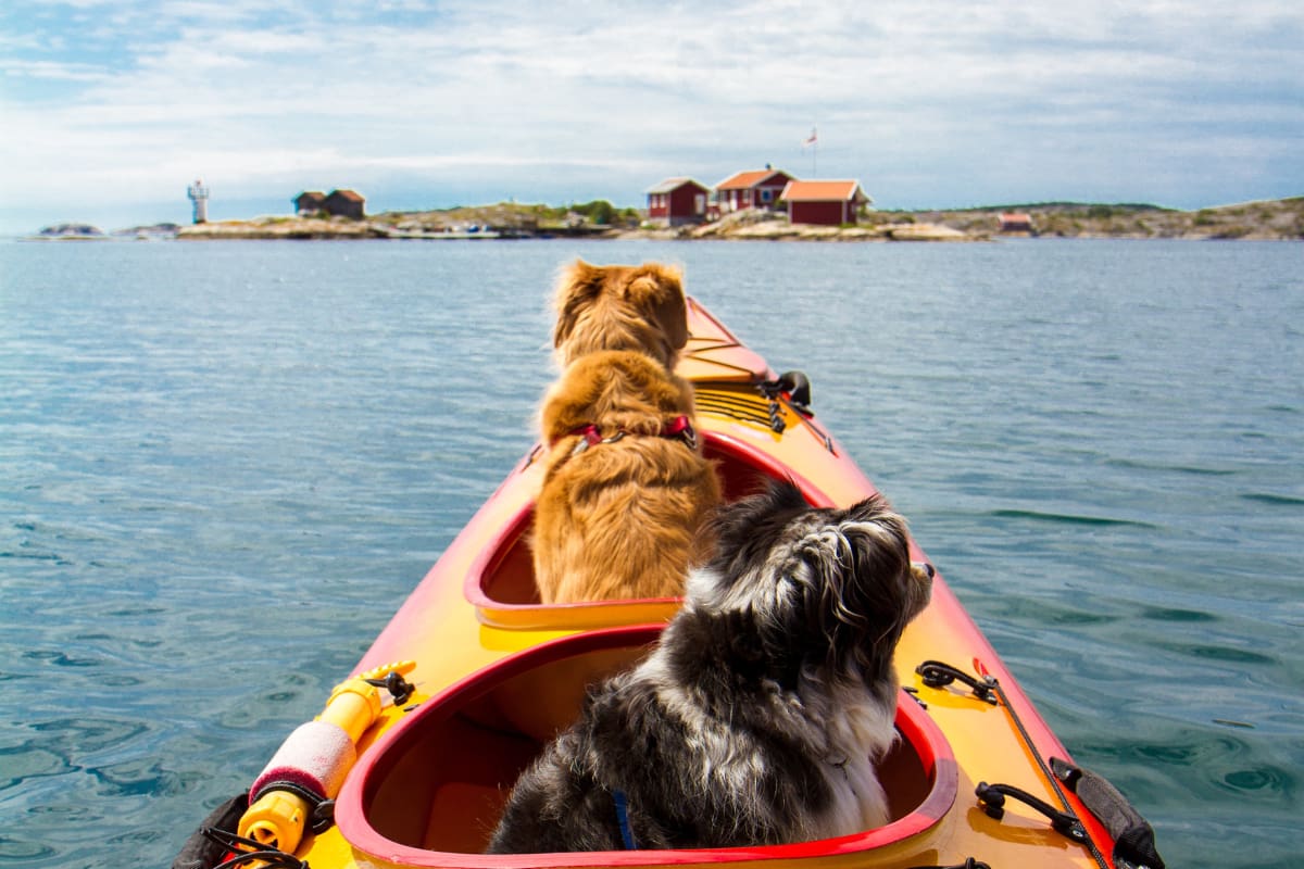 Two dogs riding a kayak sitting in the area where another paddler is supposed to sit