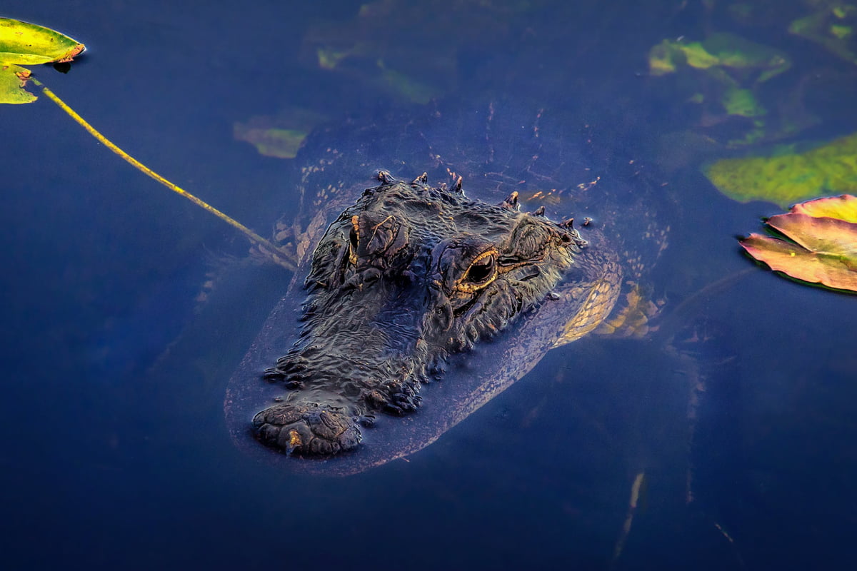 Alligator beneath the water showing only the top of its head